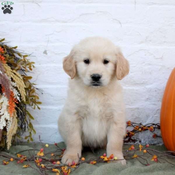 Benji, Golden Retriever Puppy