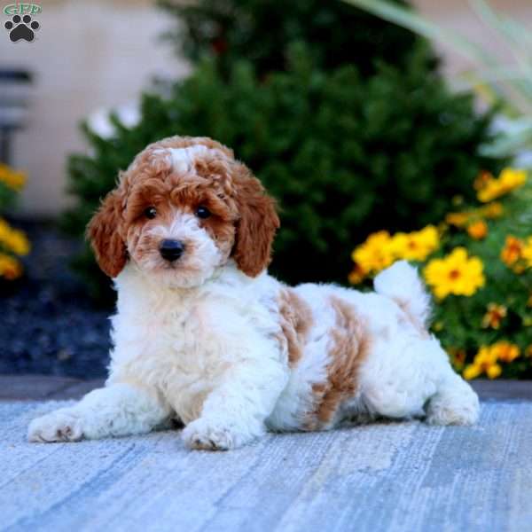 Benji, Toy Poodle Puppy