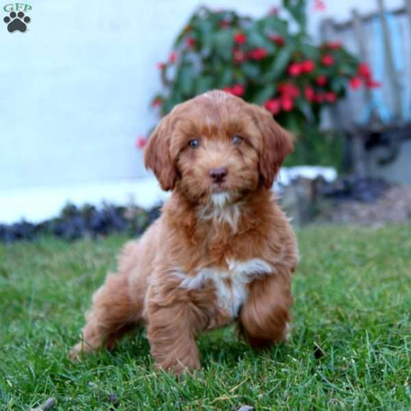 Benji, Mini Labradoodle Puppy