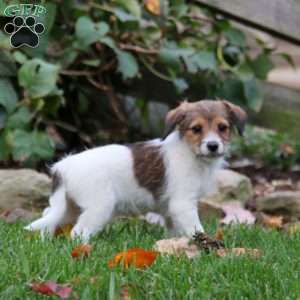 Benji, Fox Terrier Mix Puppy