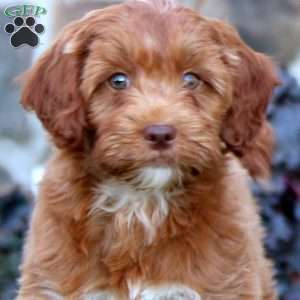 Benji, Mini Labradoodle Puppy