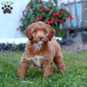 Benji, Mini Labradoodle Puppy