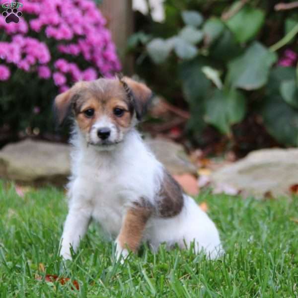 Benji, Fox Terrier Mix Puppy