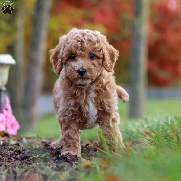 Benji, Cavapoo Puppy