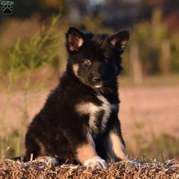 Benny, Shepsky Puppy