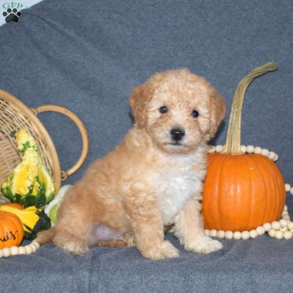 Benny, Mini Goldendoodle Puppy