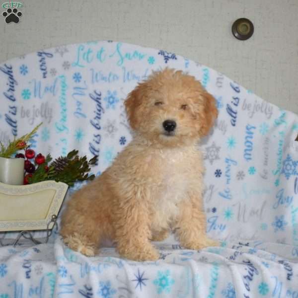 Benny, Mini Goldendoodle Puppy