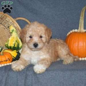 Benny, Mini Goldendoodle Puppy