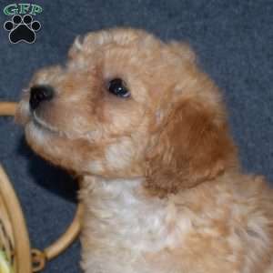 Benny, Mini Goldendoodle Puppy