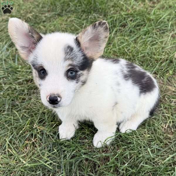 Benny, Pembroke Welsh Corgi Puppy