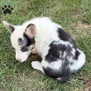 Benny, Pembroke Welsh Corgi Puppy