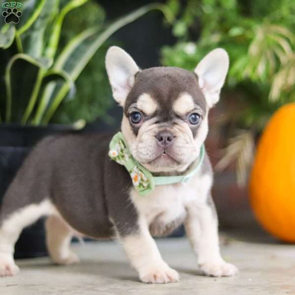 Benson, French Bulldog Puppy