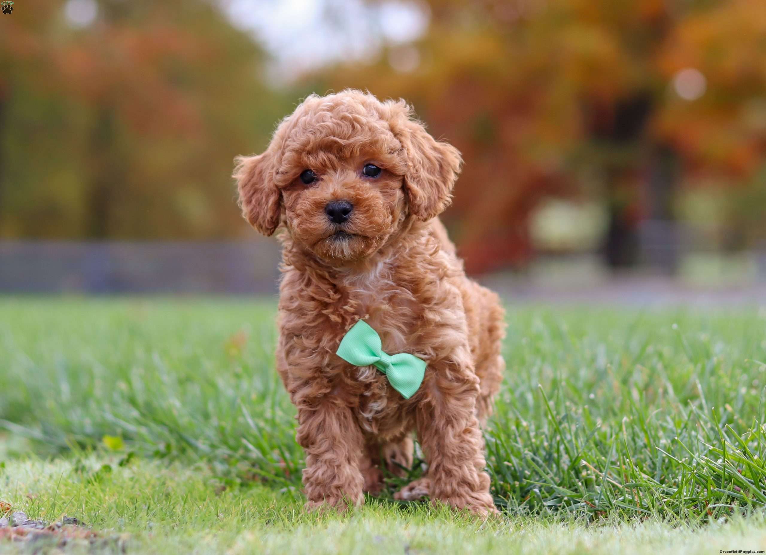 Benson Cavapoo Puppy For Sale in Ohio
