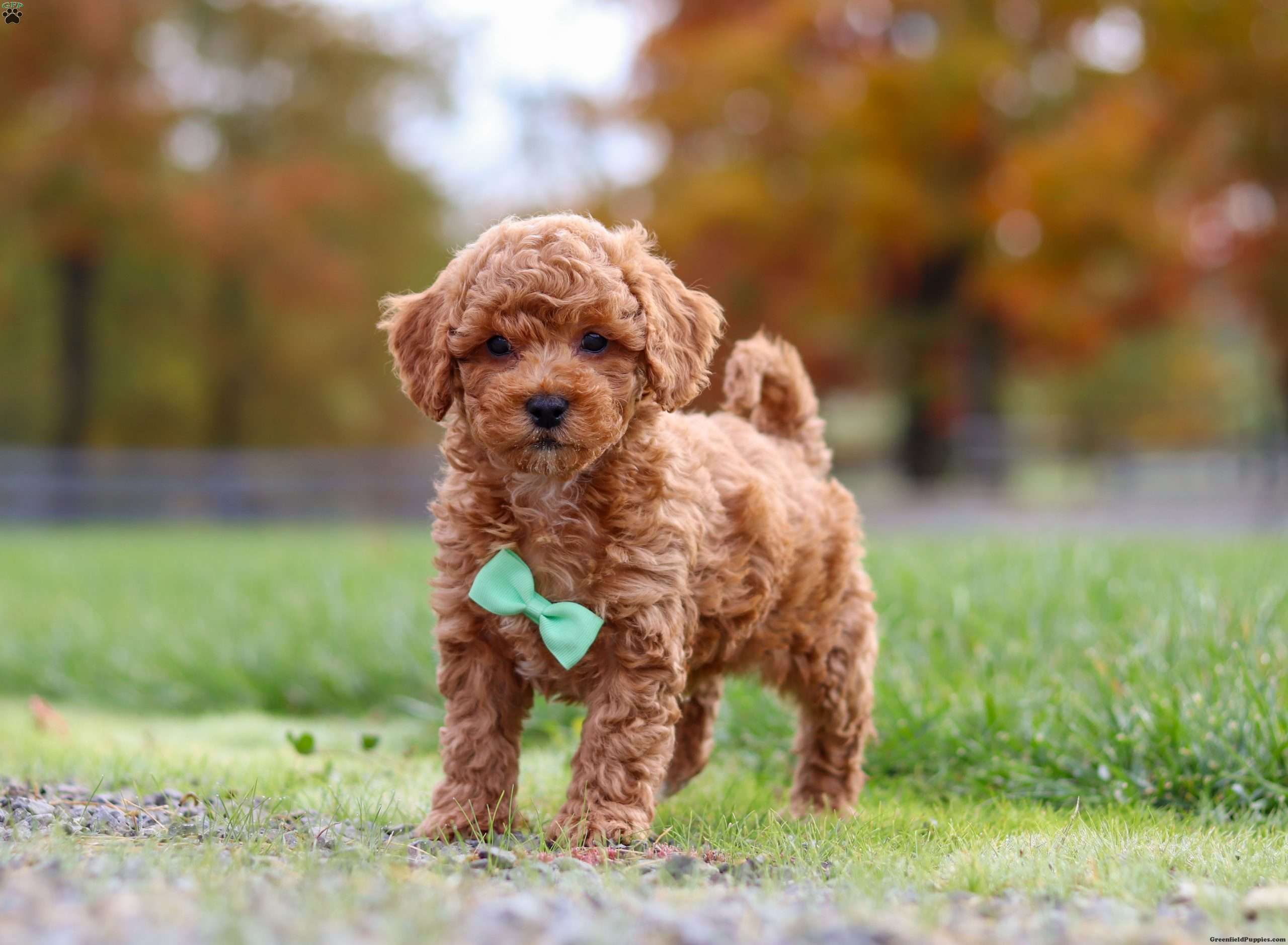 Benson Cavapoo Puppy For Sale in Ohio