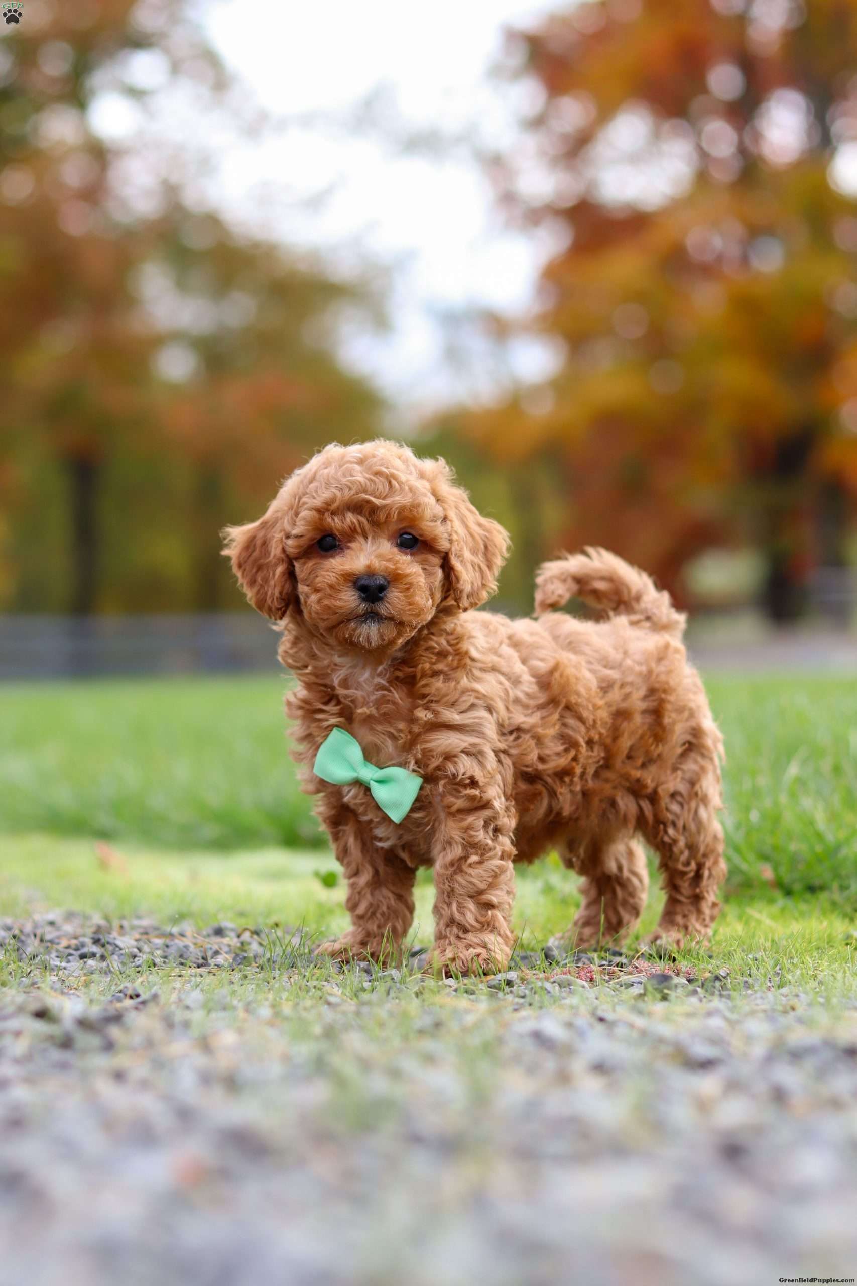 Benson Cavapoo Puppy For Sale in Ohio