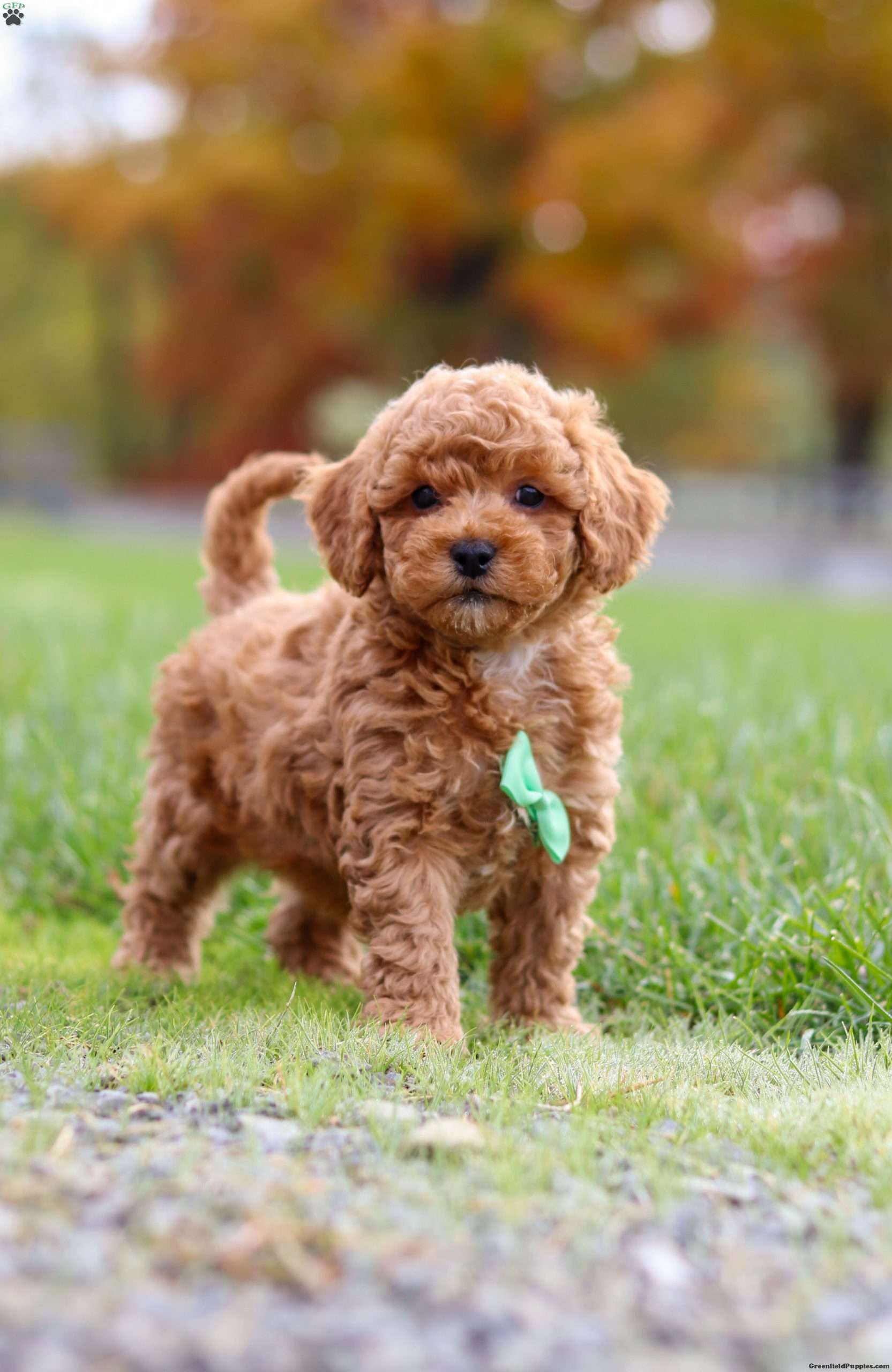 Benson Cavapoo Puppy For Sale in Ohio