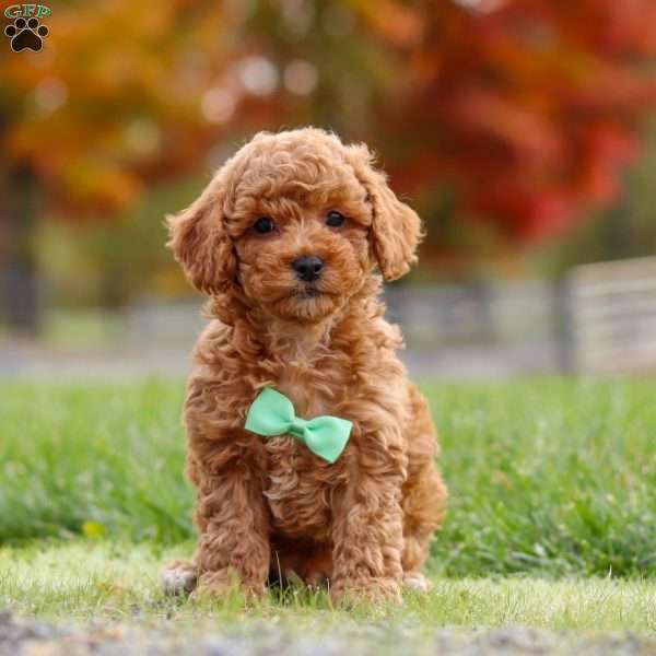 Benson, Cavapoo Puppy