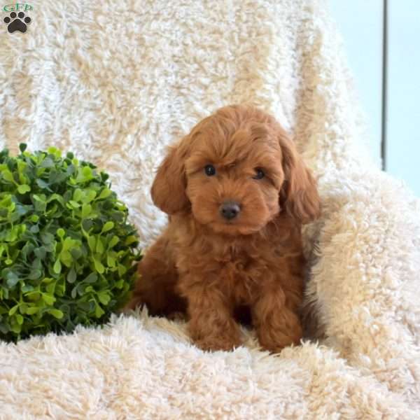 Bentley, Cavapoo Puppy