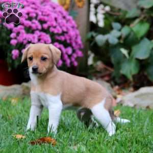 Bentley, Fox Terrier Mix Puppy