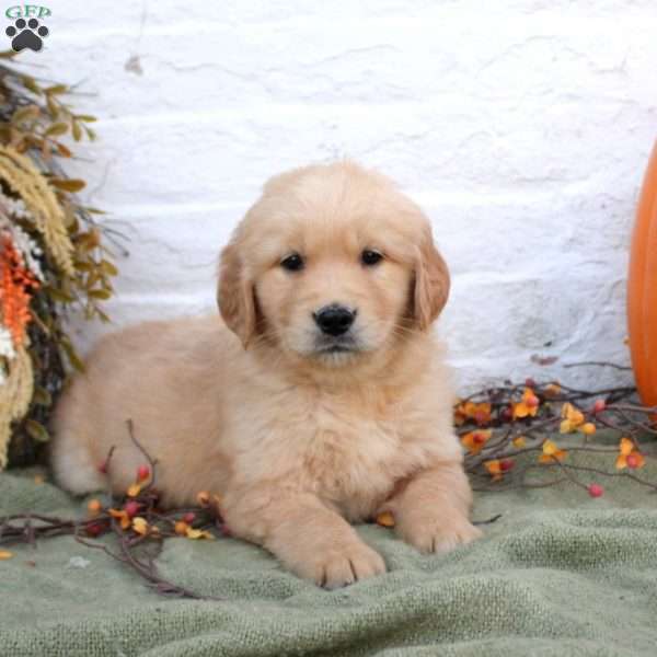 Bentley, Golden Retriever Puppy