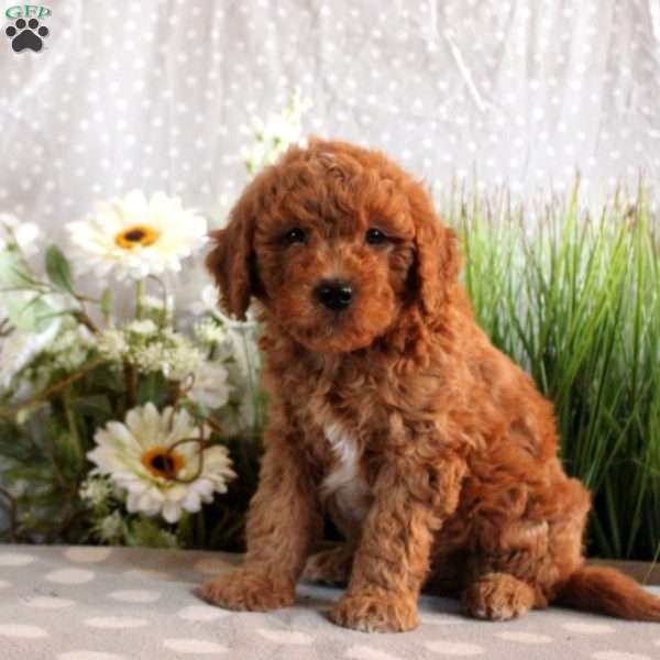 Bentley, Mini Goldendoodle Puppy