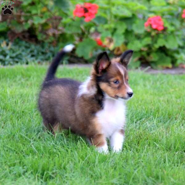 Bentley, Sheltie Puppy