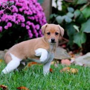 Bentley, Fox Terrier Mix Puppy