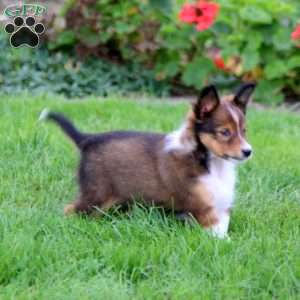 Bentley, Sheltie Puppy