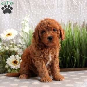 Bentley, Mini Goldendoodle Puppy