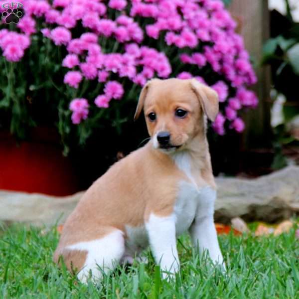 Bentley, Fox Terrier Mix Puppy