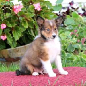 Bentley, Sheltie Puppy