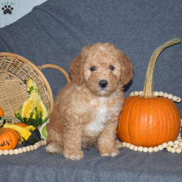 Bert, Mini Goldendoodle Puppy