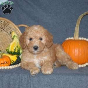 Bert, Mini Goldendoodle Puppy