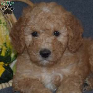 Bert, Mini Goldendoodle Puppy