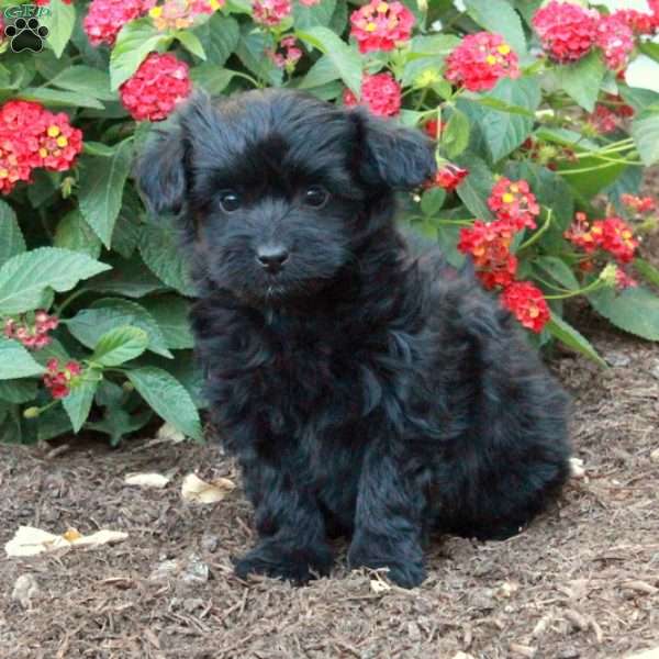 Bertie, Havapoo Puppy