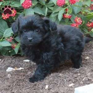 Bertie, Havapoo Puppy