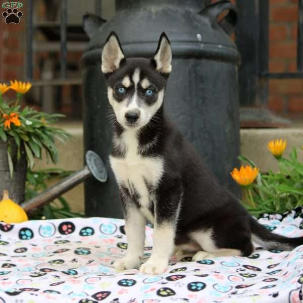 Beth, Siberian Husky Puppy