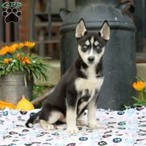 Beth, Siberian Husky Puppy