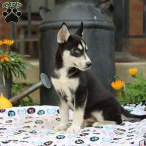 Beth, Siberian Husky Puppy