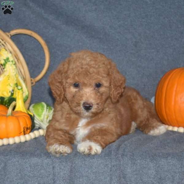 Bethany, Mini Goldendoodle Puppy