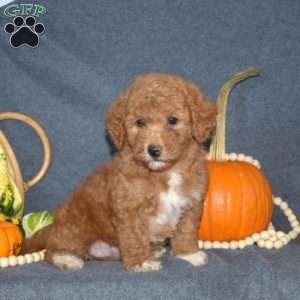 Bethany, Mini Goldendoodle Puppy