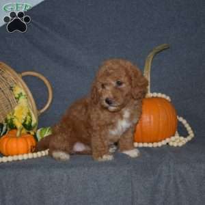 Bethany, Mini Goldendoodle Puppy