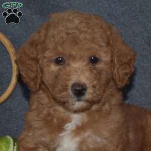 Bethany, Mini Goldendoodle Puppy