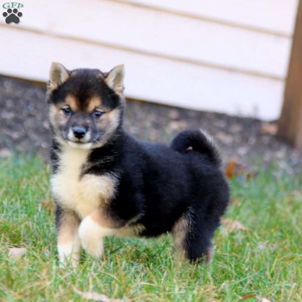 Betsy, Shiba Inu Puppy