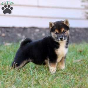 Betsy, Shiba Inu Puppy