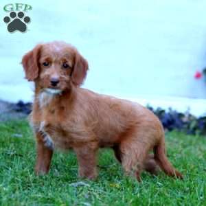 Betsy, Mini Labradoodle Puppy