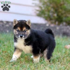 Betsy, Shiba Inu Puppy