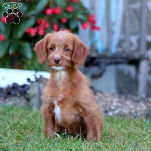 Betsy, Mini Labradoodle Puppy