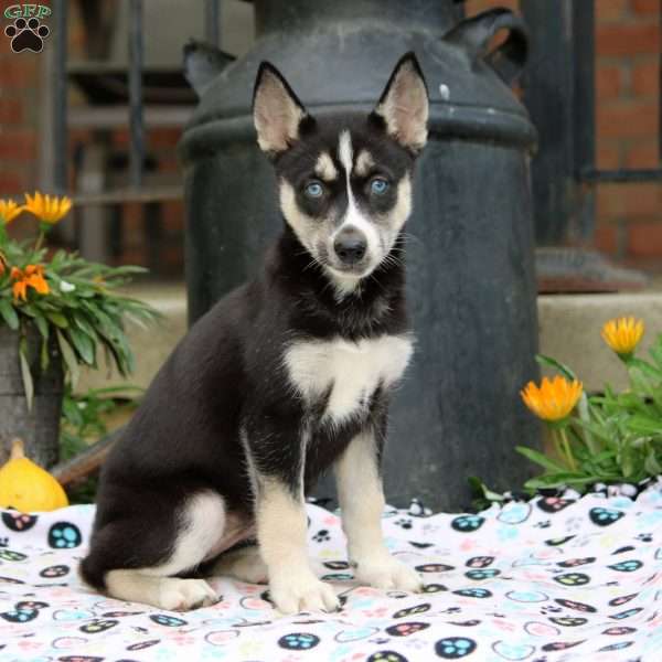 Betty, Siberian Husky Puppy