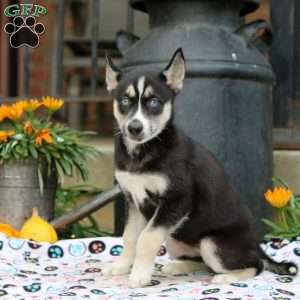 Betty, Siberian Husky Puppy